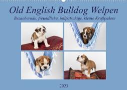 Old English Bulldog Welpen (Wandkalender 2023 DIN A2 quer)