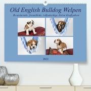 Old English Bulldog Welpen (Premium, hochwertiger DIN A2 Wandkalender 2023, Kunstdruck in Hochglanz)