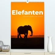 Elefanten - Die Herzeroberer der Tierwelt. (Premium, hochwertiger DIN A2 Wandkalender 2023, Kunstdruck in Hochglanz)