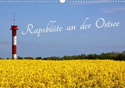 Rapsblüte an der Ostsee (Wandkalender 2023 DIN A3 quer)