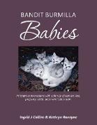 Bandit Burmilla Babies