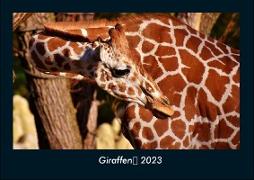 Giraffen 2023 Fotokalender DIN A4