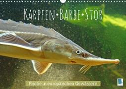 Karpfen, Barbe, Stör: Fische in europäischen Gewässern (Wandkalender 2023 DIN A3 quer)