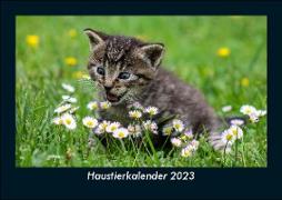Haustierkalender 2023 Fotokalender DIN A5