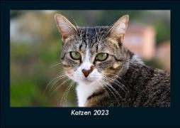 Katzen 2023 Fotokalender DIN A5