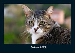 Katzen 2023 Fotokalender DIN A4