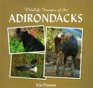 Wildlife Images of the Adirondacks