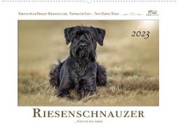 Riesenschnauzer - Partner fürs Leben (Wandkalender 2023 DIN A2 quer)