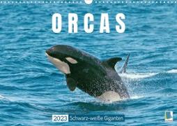 Orcas: Schwarz-weiße Giganten (Wandkalender 2023 DIN A3 quer)