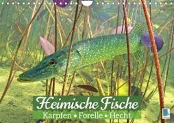 Heimische Fische: Karpfen, Forelle, Hecht (Wandkalender 2023 DIN A4 quer)
