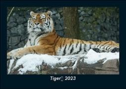Tiger 2023 Fotokalender DIN A5