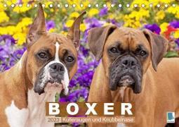 Boxer: Kulleraugen und Knubbelnase (Tischkalender 2023 DIN A5 quer)