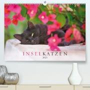 Inselkatzen (Premium, hochwertiger DIN A2 Wandkalender 2023, Kunstdruck in Hochglanz)