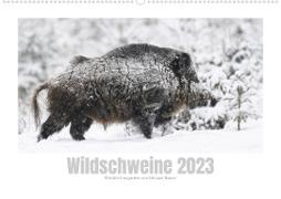 Wildschweine ¿ Wildlife Fotografien (Wandkalender 2023 DIN A2 quer)