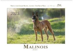 Malinois... was sonst! (Wandkalender 2023 DIN A2 quer)