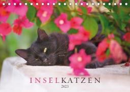 Inselkatzen (Tischkalender 2023 DIN A5 quer)