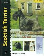 Scottish terrier