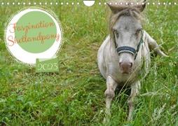 Faszination Shetlandpony (Wandkalender 2023 DIN A4 quer)