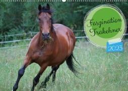 Faszination Trakehner (Wandkalender 2023 DIN A2 quer)