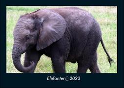 Elefanten 2023 Fotokalender DIN A4