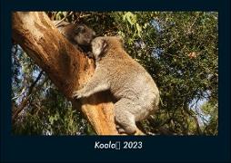 Koala 2023 Fotokalender DIN A4