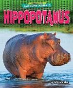 Hippopotamus