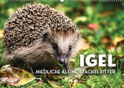 Igel - Niedliche kleine Stachelritter (Wandkalender 2023 DIN A2 quer)