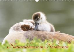 Naturerlebnisse in Nordhessen (Wandkalender 2023 DIN A3 quer)