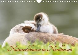 Naturerlebnisse in Nordhessen (Wandkalender 2023 DIN A4 quer)