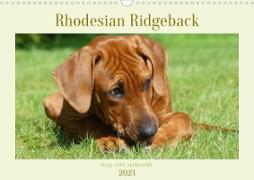 Rhodesian Ridgeback - Jung, wild, zuckersüß (Wandkalender 2023 DIN A3 quer)