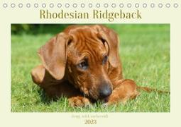 Rhodesian Ridgeback - Jung, wild, zuckersüß (Tischkalender 2023 DIN A5 quer)