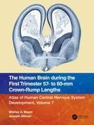 The Human Brain during the First Trimester 57- to 60-mm Crown-Rump Lengths