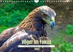 Vögel im Fokus - Ausdrucksstarke Vielfalt in der Vogelwelt (Wandkalender 2023 DIN A4 quer)