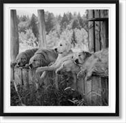 The Golden Retriever Photographic Society. Art Edition No. 1–100 ‘Little Bear Ranch, Montana, 1996