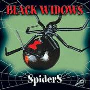 Black Widow Spiders