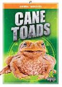 Cane Toads