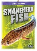 Snakehead Fish