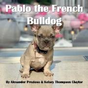 Pablo the French Bulldog