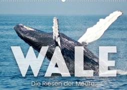 Wale - Die Riesen der Meere. (Wandkalender 2023 DIN A2 quer)