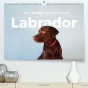 Labrador - Der Vierbeiner in Szene gesetzt. (Premium, hochwertiger DIN A2 Wandkalender 2023, Kunstdruck in Hochglanz)