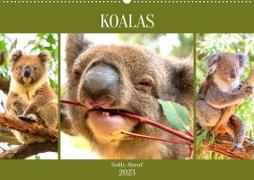 Koalas. Teddy-Alarm! (Wandkalender 2023 DIN A2 quer)