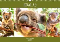 Koalas. Teddy-Alarm! (Wandkalender 2023 DIN A3 quer)