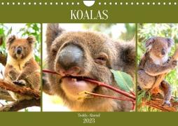 Koalas. Teddy-Alarm! (Wandkalender 2023 DIN A4 quer)