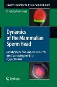 Dynamics of the Mammalian Sperm Head