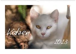 Wilde Hauskatzen (Wandkalender 2023 DIN A2 quer)