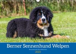 Berner Sennenhund Welpen - Bezaubernde Plüschbärchen (Wandkalender 2023 DIN A3 quer)