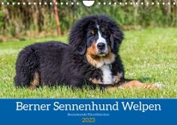 Berner Sennenhund Welpen - Bezaubernde Plüschbärchen (Wandkalender 2023 DIN A4 quer)
