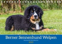Berner Sennenhund Welpen - Bezaubernde Plüschbärchen (Tischkalender 2023 DIN A5 quer)