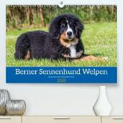 Berner Sennenhund Welpen - Bezaubernde Plüschbärchen (Premium, hochwertiger DIN A2 Wandkalender 2023, Kunstdruck in Hochglanz)