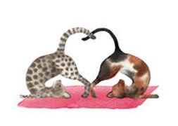 Postkarte Yoga-Katzen